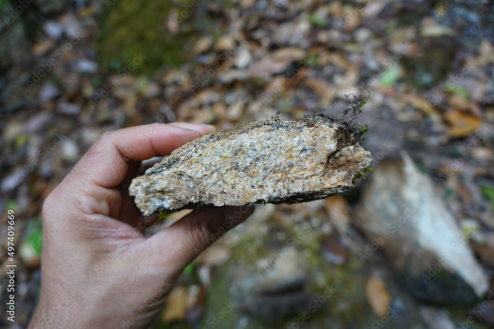 sample a piece of raw biotite genesis rock stone in a hand of a geologist on nature background. sample a piece of raw biotite genesis rock stone in a hand of a geologist on nature background.