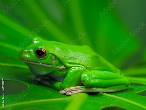 Wonderful dynamic captivating White-lipped Tree Frog in natural beauty.