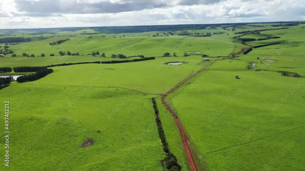 Beef cows and calves grazing on grass and pasture, Australia. eating hay and silage. breeds include speckled park, murray grey, angus and brangus.
Beef cows and calves grazing on grass and pasture, Australia. eating hay and silage. breeds include speckled park, murray grey, angus and brangus.