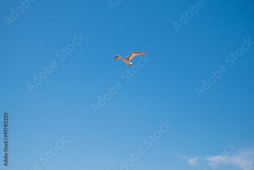 Seagull flying through vivid blue sky