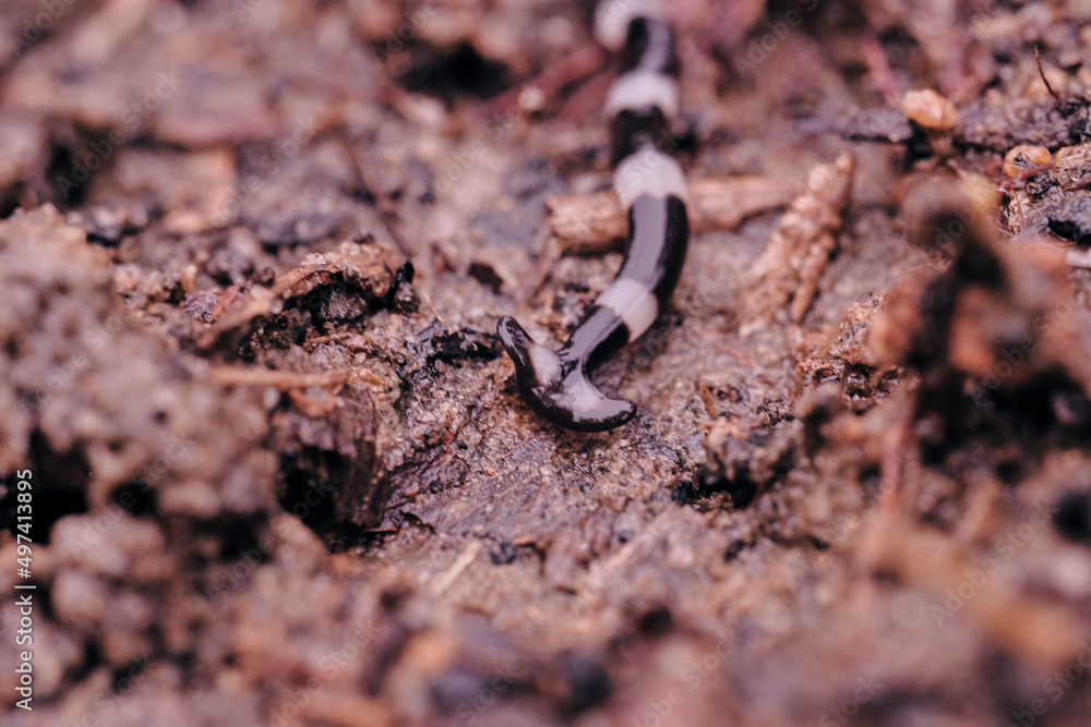 Bipalium hammerhead worms on soil  close up macro  - obrazy, fototapety, plakaty 