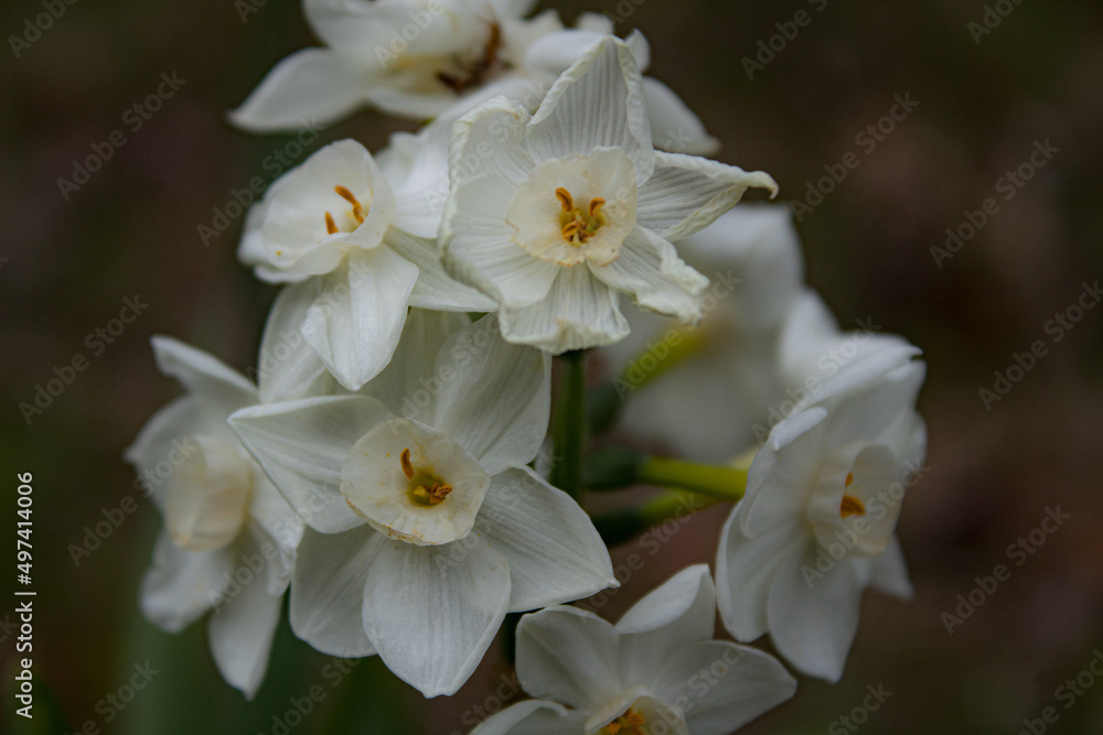 Obraz premium Ant crawling under a flower petal