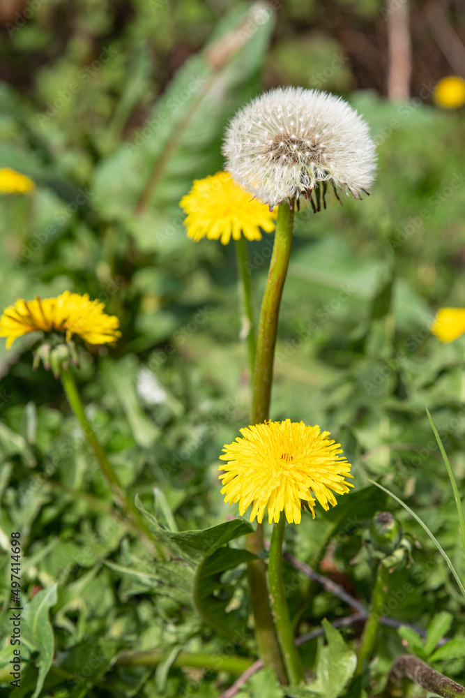 Dandelion flower and seeds in the grass of a garden in spring Dandelion flower and seeds in the grass of a garden in spring