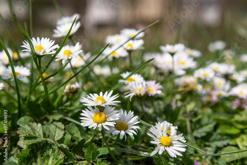 Background of white daisies in green grass