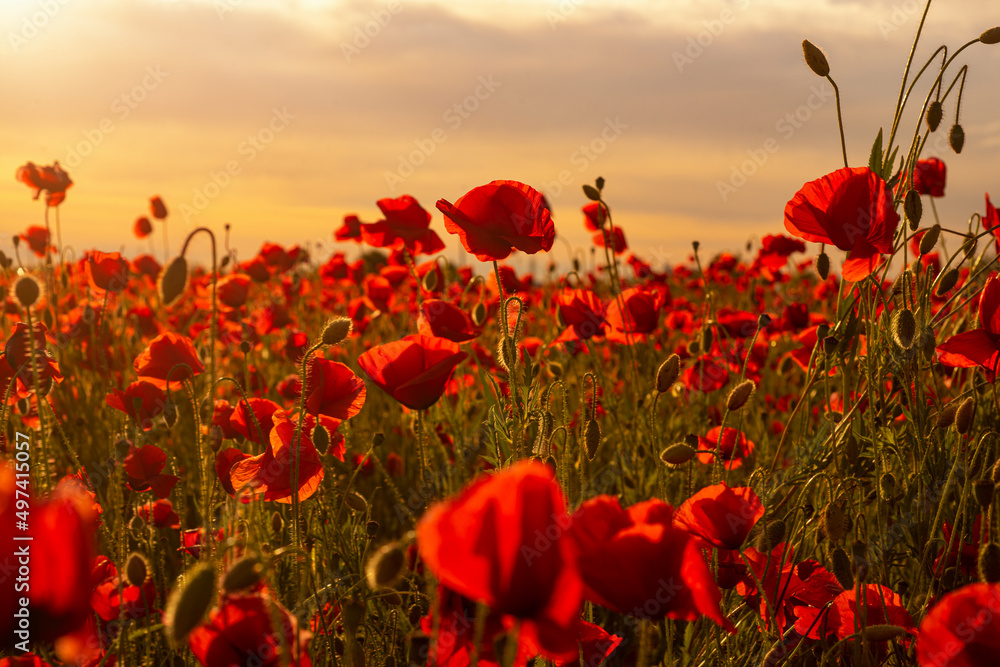 Poppy field in full bloom against sunlight. Field of red poppys against the sunset sky. Remembrance Day, Memorial Day, Anzac Day in New Zealand, Australia, Canada and Great Britain. Armistice concept. - obrazy, fototapety, plakaty 
