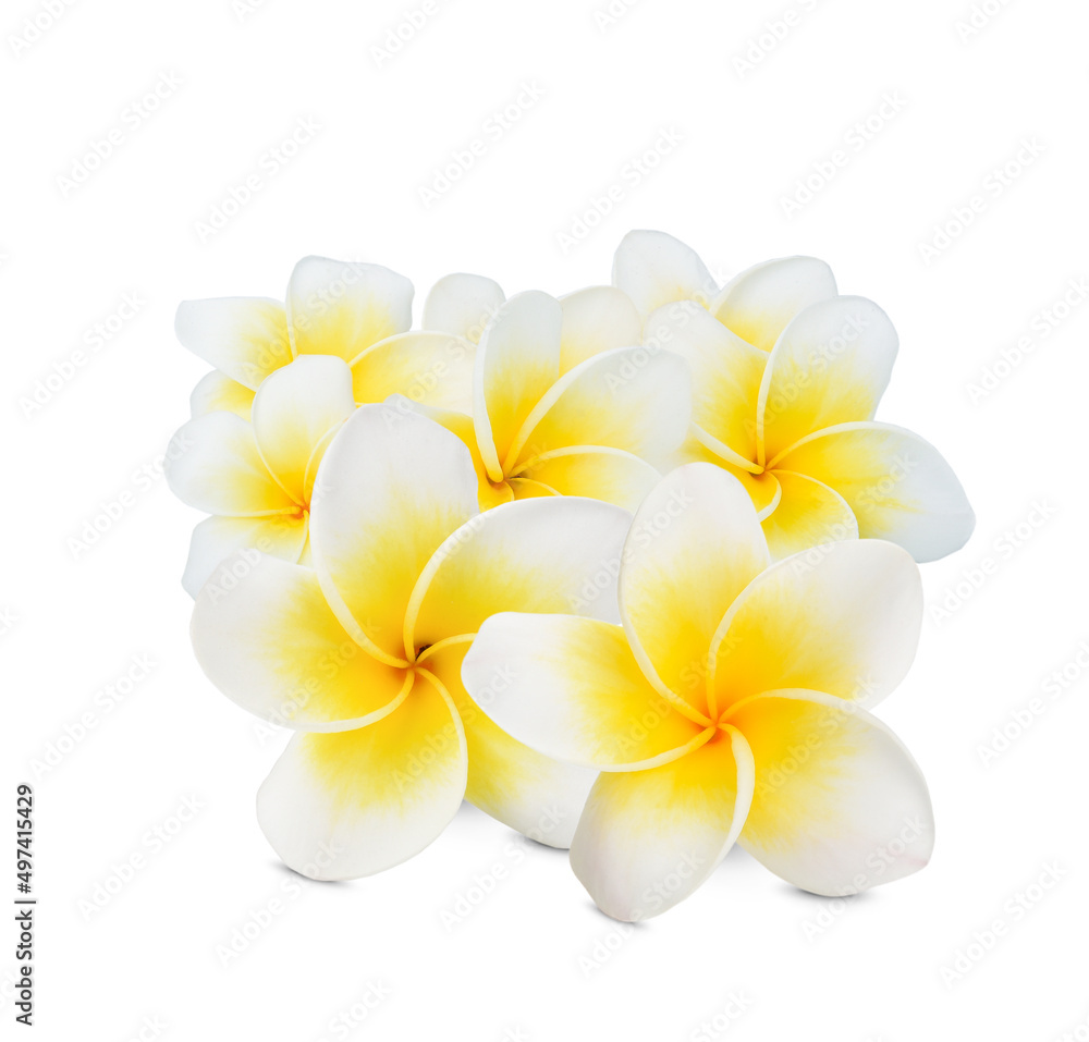 beautiful white plumeria rubra flower isolated on White background