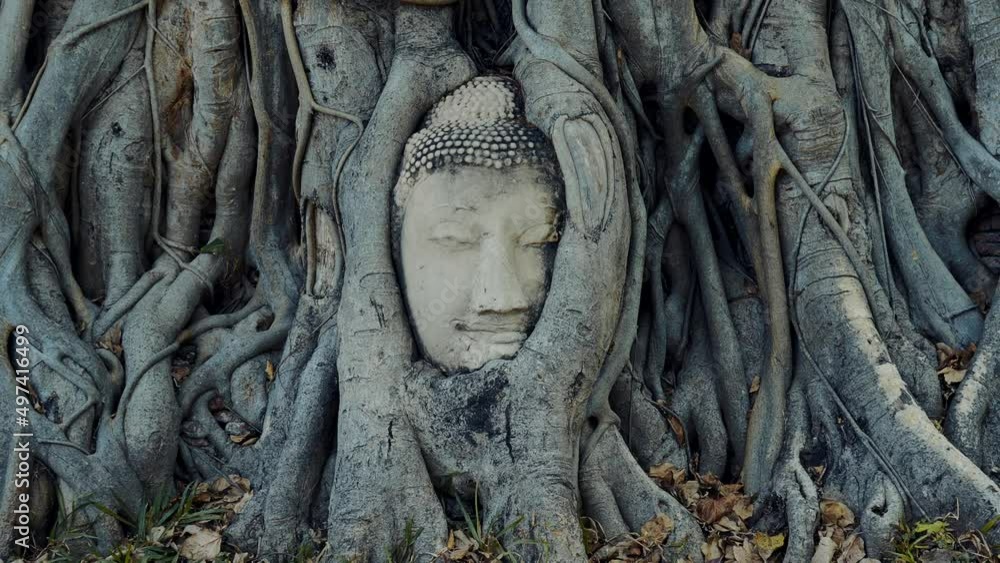 Head of Buddha in the roots of a tree - Ayutthaya, Thailand 02 Head of Buddha in the roots of a tree - Ayutthaya, Thailand 02