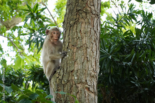 Monkey on tree in forest . Animal conservation and protecting ecosystems concept.