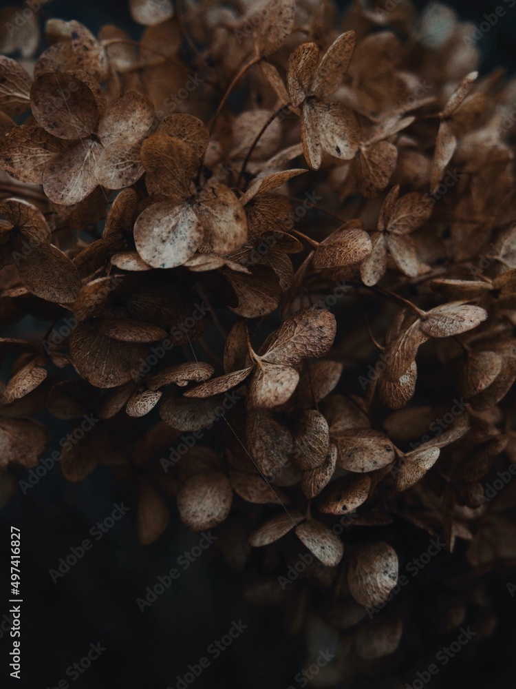 Hydrangea Hydrangea