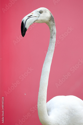 Close up white flamingo with pink background.
