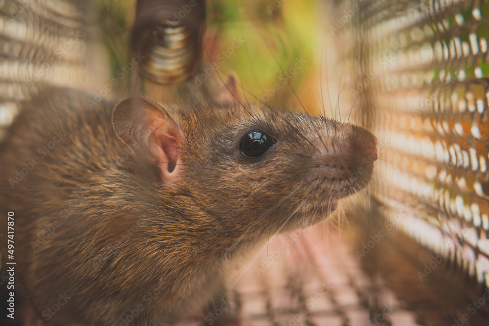 Rat is trapped in a trap cage or trap. the dirty rat has contagion the disease to humans such as Leptospirosis, Plague. cage catching control a rat Rat is trapped in a trap cage or trap. the dirty rat has contagion the disease to humans such as Leptospirosis, Plague. cage catching control a rat