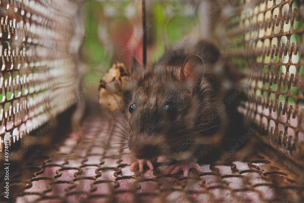Rat is trapped in a trap cage or trap. the dirty rat has contagion the ...