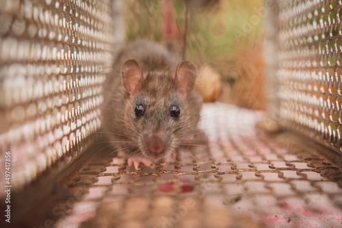 Rat is trapped in a trap cage or trap. the dirty rat has contagion the disease to humans such as Leptospirosis, Plague.  cage catching control a rat