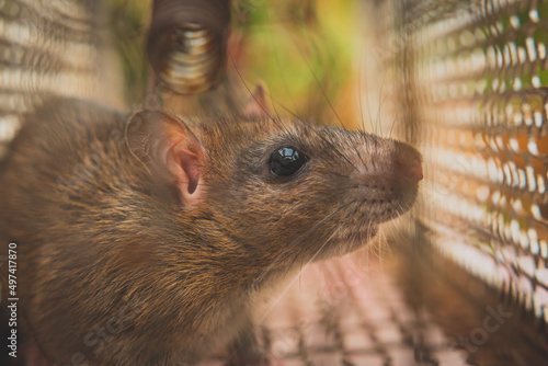 Rat is trapped in a trap cage or trap. the dirty rat has contagion the disease to humans such as Leptospirosis, Plague.  cage catching control a rat