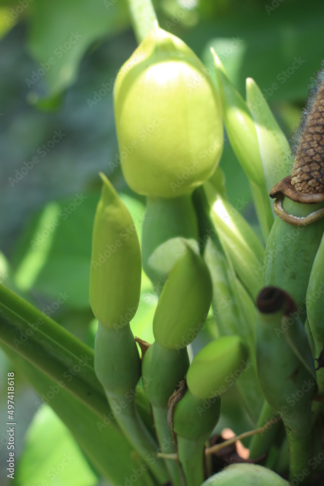 Closeup view of syngonium macrophyllum flower buds, or well-known as arrowhead vine, a rampant creeping or climbing plant native to Central America Closeup view of syngonium macrophyllum flower buds, or well-known as arrowhead vine, a rampant creeping or climbing plant native to Central America