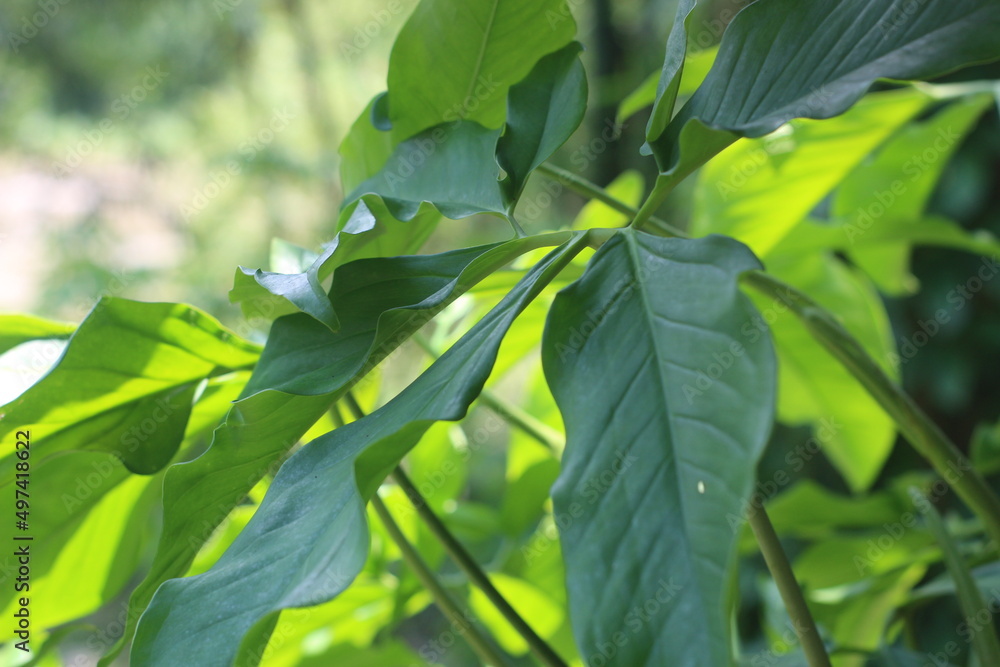 Closeup view of syngonium macrophyllum leaves or well-known as arrowhead vine,a rampant creeping or climbing plant native to Central America Closeup view of syngonium macrophyllum leaves or well-known as arrowhead vine,a rampant creeping or climbing plant native to Central America