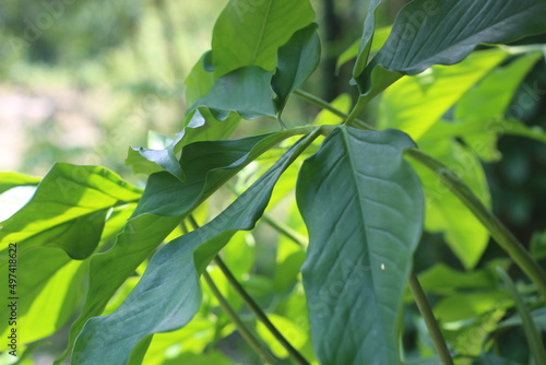 Closeup view of syngonium macrophyllum leaves or well-known as arrowhead vine,a rampant creeping or climbing plant native to Central America