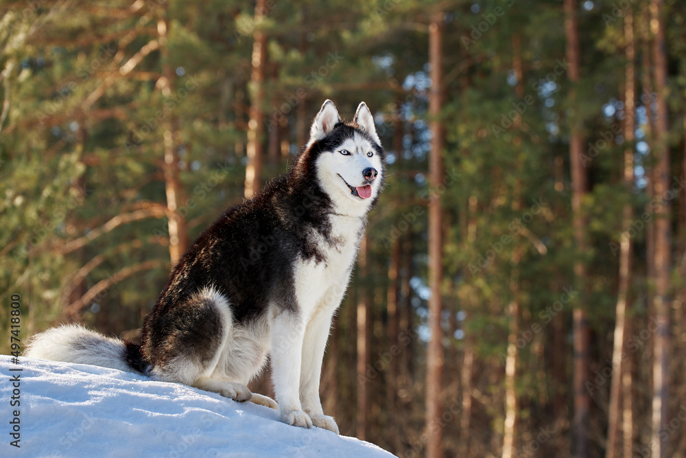 Portrait siberian husky dog in sunny winter forest.