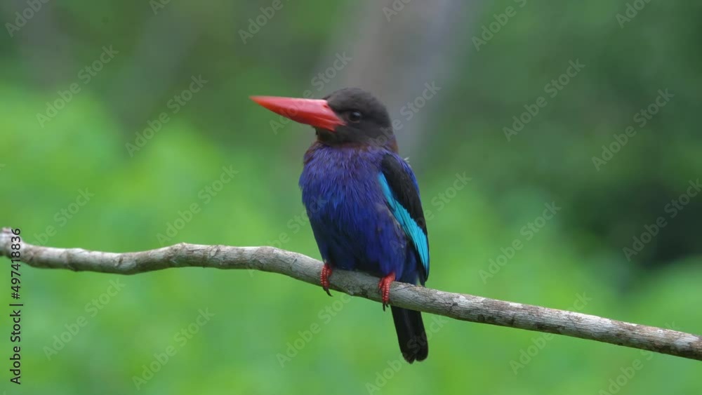 front view of a beautiful javan kingfisher perched on a tree branch front view of a beautiful javan kingfisher perched on a tree branch
