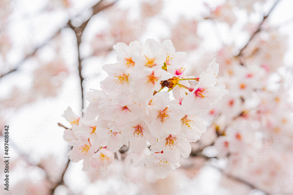 桜、満開、春、目黒川 桜、満開、春、目黒川