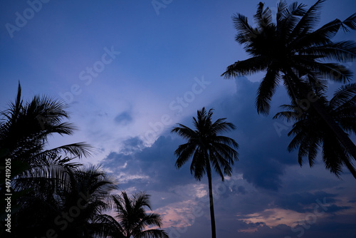 Coconut trees on the Suan Luang Beach at dawn, Bang Saphan, Prachuap Khiri Khan, Thailand.