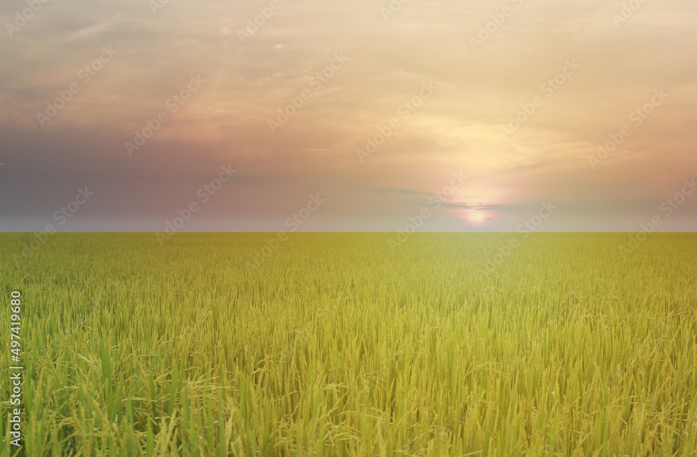 View of the rice fields in the morning with the rising sun.