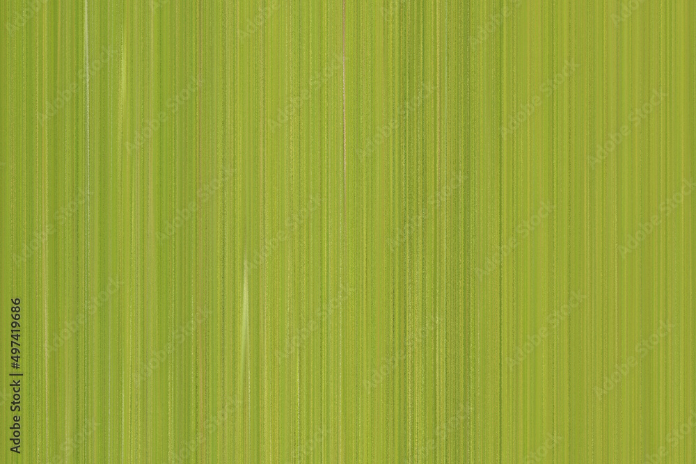 Obraz premium Green lines pattern abstract background.