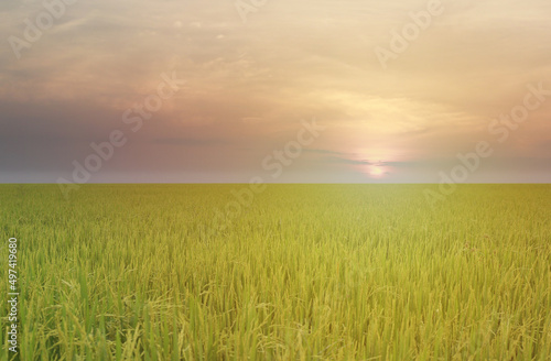 View of the rice fields in the morning with the rising sun.