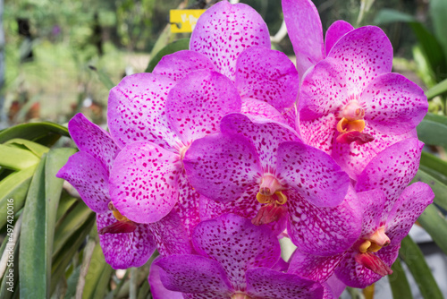 Beautiful purple-spotted orchid flowers bloom in the garden.