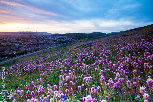Wildflowers Blossoming in Spring, Tri-valley, California