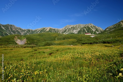 北アルプス 立山連峰 夏景色