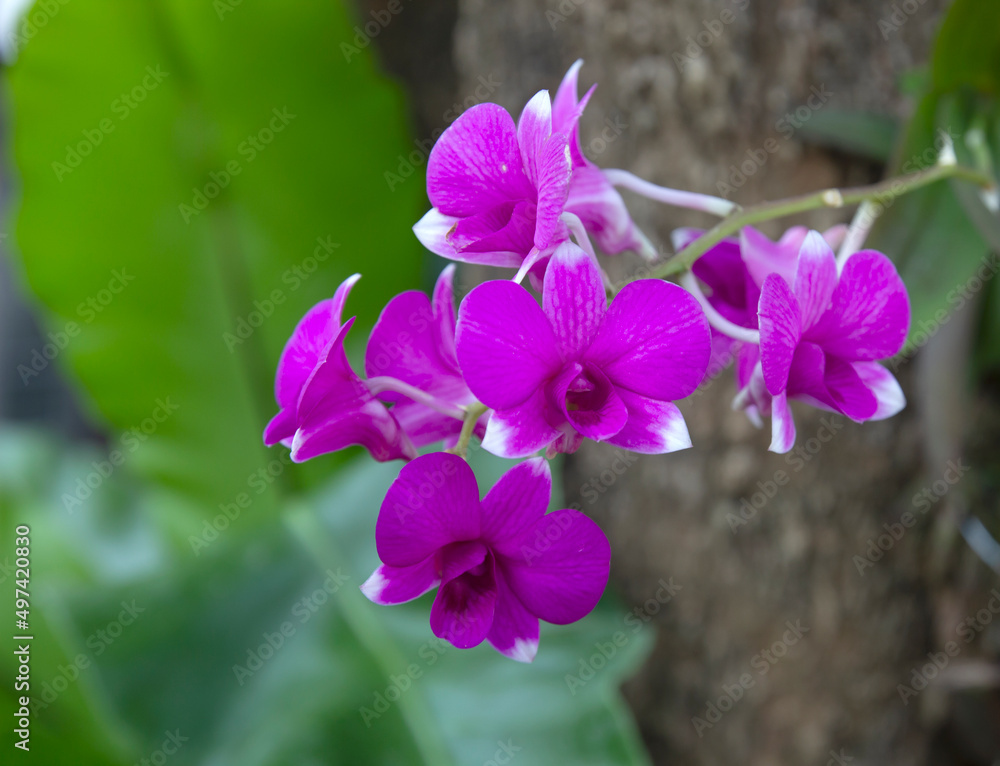 purple orchids in the beautiful garden purple orchids in the beautiful garden