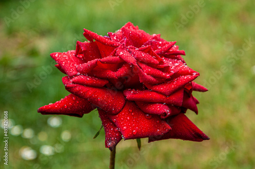 Foto ravvicinata a rosa rossa con gocce di brina photo