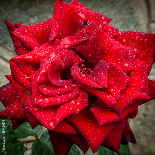 Foto ravvicinata a rosa rossa con gocce di brina photo