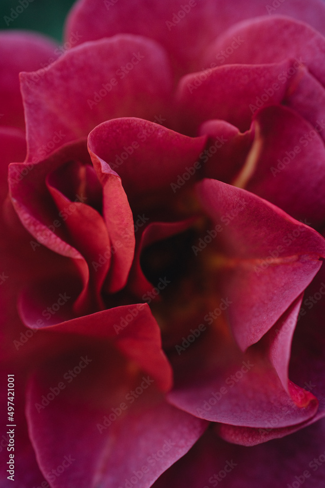 Close-up view of a red rose Close-up view of a red rose