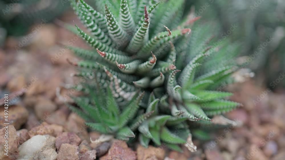 Arid plant in desert environment in botanical garden in Thailand Arid plant in desert environment in botanical garden in Thailand