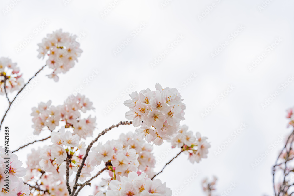 桜、満開、春、目黒川 桜、満開、春、目黒川
