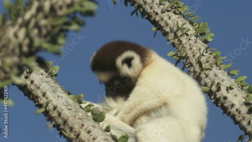 Sifaka verreauxi on top of an octopus cactus licking its fur, then raising head medium shot with blue sky in background photo