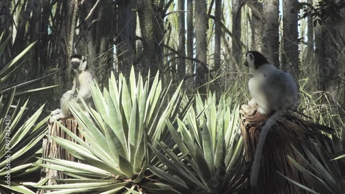 two white sifakas sitting in yoga posture on tree stumps in madagascan forest, long shot photo