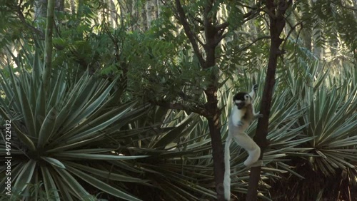 slow motion shot of sifaka verreauxi bridging a long distance by hopping over ground in an upright position photo