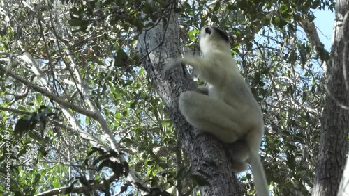 Sifaka verreauxi scans surroundings and makes a leap upward to the canopy of a tree photo