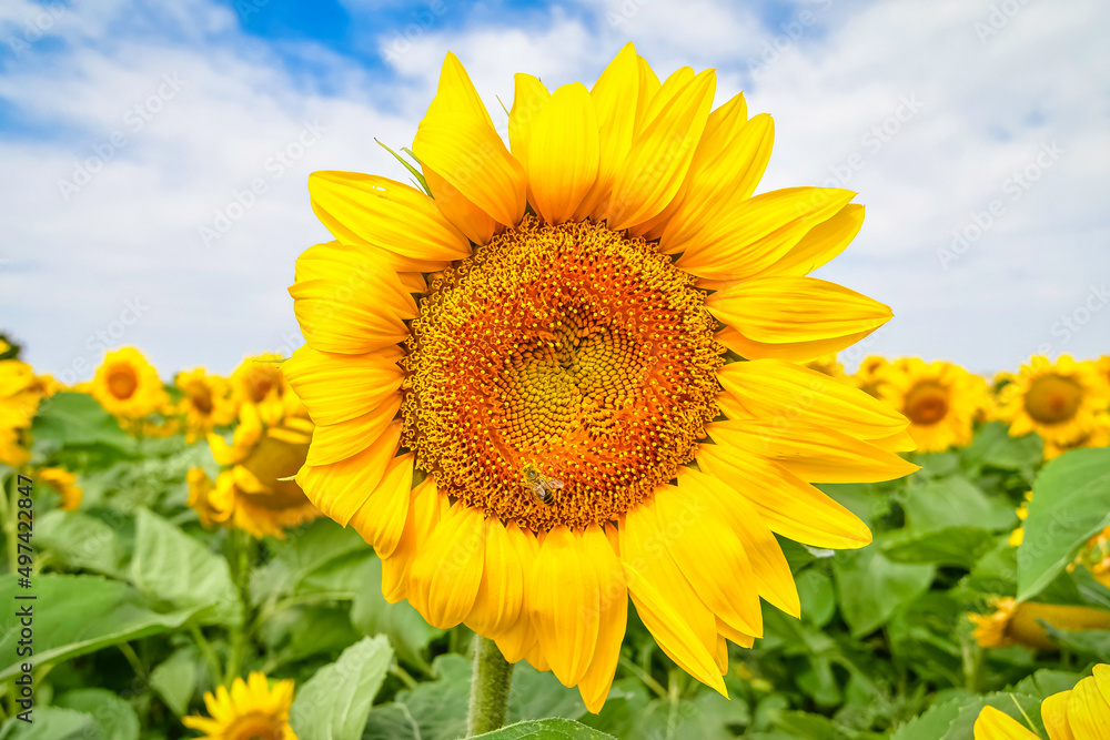 Fototapeta premium Fleur de tournesol en gros plan au milieu d'un champs.