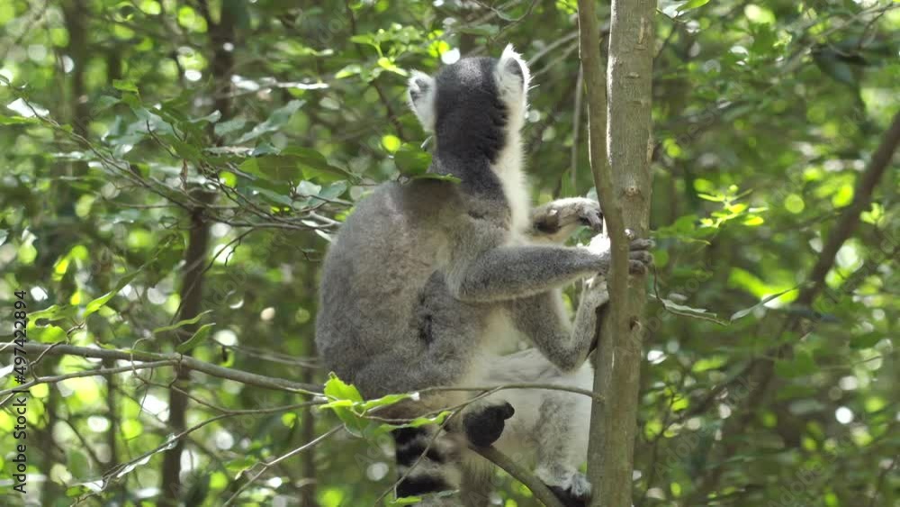 ring-tailed lemur  cleans its fluffy tail clinged to a tree