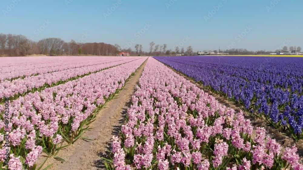 Flying Over Blossoming Dutch Hyacinth Fields At Daytime - aerial drone shot Flying Over Blossoming Dutch Hyacinth Fields At Daytime - aerial drone shot