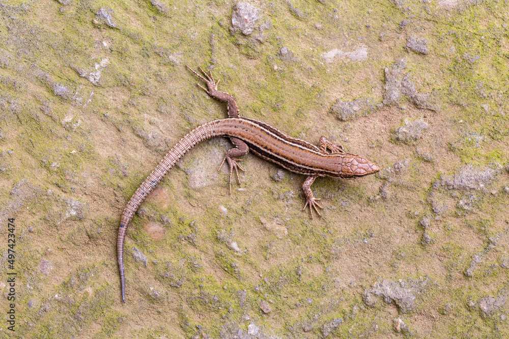 Obraz premium Top view of an Iberian wall lizard. Podarcis hispanica.