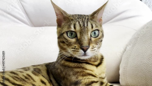 Beautiful Bengal cat looks into the camera, close-up