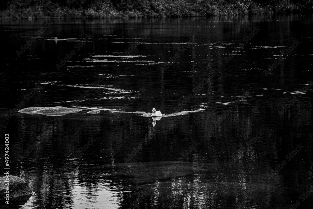 Obraz premium pato nadando