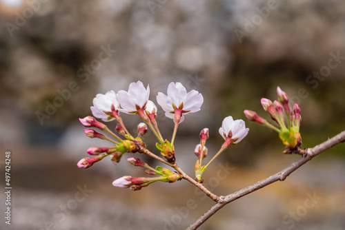 桜、春 © TAKU KASUYA