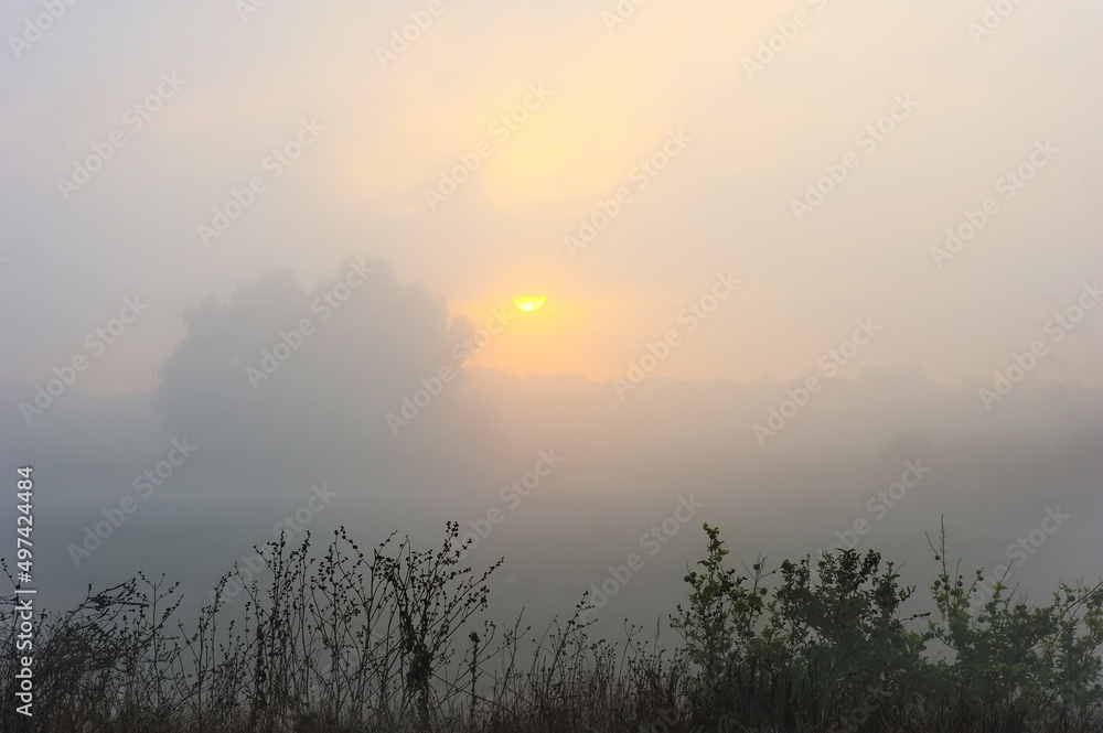 Fototapeta premium Trees, bushes, grass and cacti on waste ground near the town in Israel