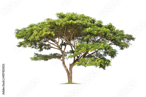 isolated rain tree, Common name : saman, rain tree, monkeypod, giant thibet, inga saman, cow tamarind, East Indian walnut, Binomial name : Albizia saman photo